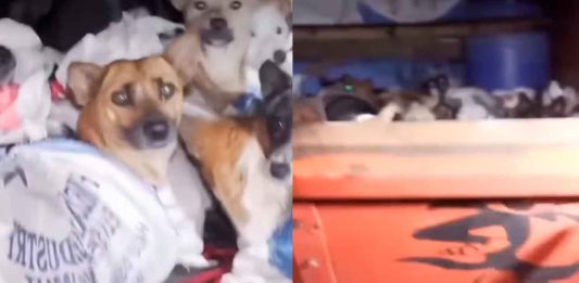 #VIDEO // Se viraliza el rescate de 226 perros hacinados en un camión rumbo al matadero en Indonesia