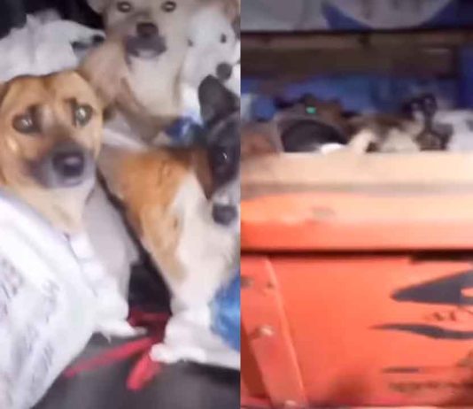 #VIDEO // Se viraliza el rescate de 226 perros hacinados en un camión rumbo al matadero en Indonesia