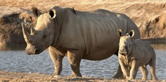 Día Mundial del Rinoceronte: ¿por qué esta especie sigue en riesgo de desaparecer?