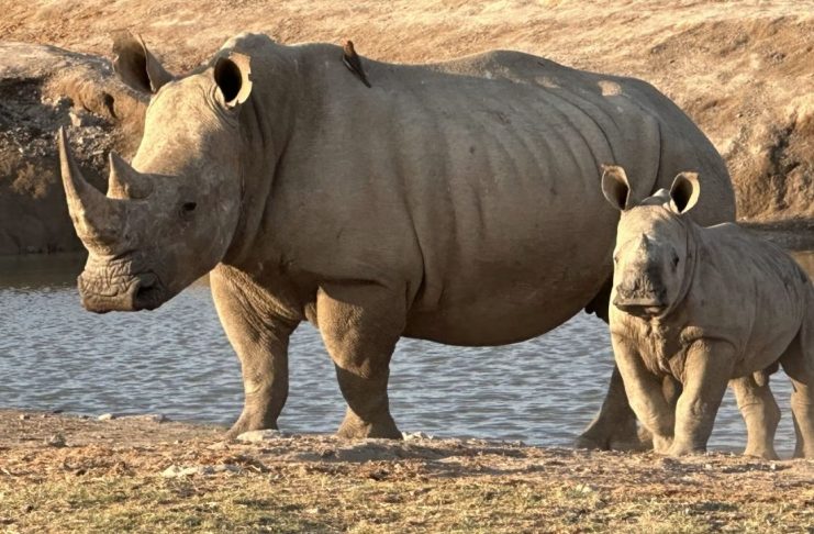 Día Mundial del Rinoceronte: ¿por qué esta especie sigue en riesgo de desaparecer?