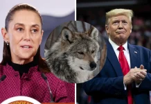 Sheinbaum defiende al lobo mexicano ante intento de Trump de retirar su protección