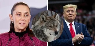 Sheinbaum defiende al lobo mexicano ante intento de Trump de retirar su protección