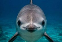 La vaquita marina, un tesoro mexicano que necesita nuestra atención