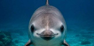 La vaquita marina, un tesoro mexicano que necesita nuestra atención