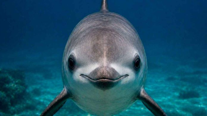 vaquita-marina