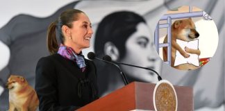 ¿Adiós a los memes? Esto propone la llamada ‘Ley Antimemes’ en México