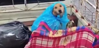#VIDEO // ¡La familia no se abandona! Evacúan a perrito bien protegido contra el temporal en Yucatán