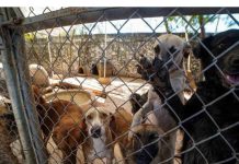 Aclara IMPA muerte de perrita atacada a balazos y defiende atención de su personal