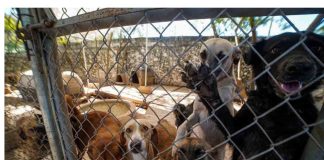 Aclara IMPA muerte de perrita atacada a balazos y defiende atención de su personal