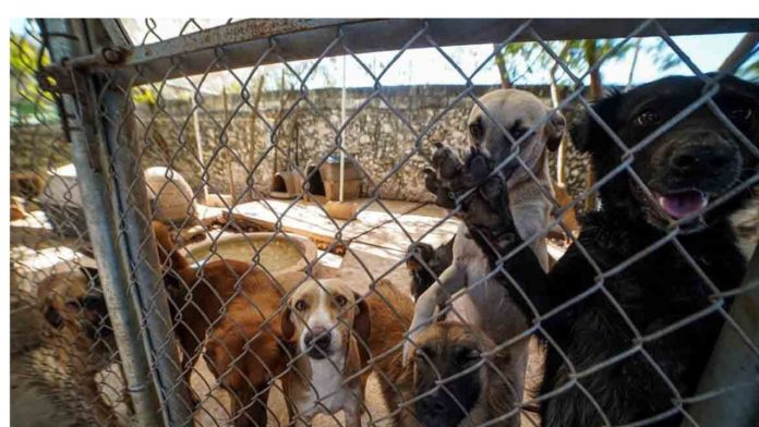 Aclara IMPA muerte de perrita atacada a balazos y defiende atención de su personal