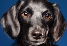 El Día del Perro Negro: La importancia de erradicar los prejuicios y promover la adopción responsable