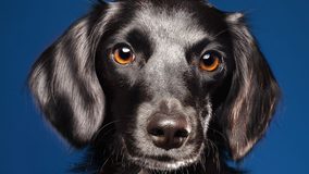 El Día del Perro Negro: La importancia de erradicar los prejuicios y promover la adopción responsable