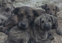 Rescatan a 30 perros en Culiacán tras el fallecimiento de su dueña; piden apoyo para su adopción