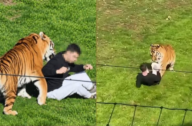 #VIDEO // Hombre muere tras ser atacado por un tigre al ingresar a su recinto en un zoológico de Inglaterra