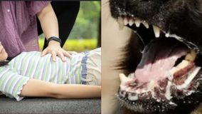 “Rasguñó a niña de 3 años”: confirman caso de rabia por animal silvestre en centro comercial