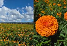 Copándaro se vestirá de fiesta con el Festival de las Flores del 23 al 25 de octubre