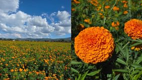 Copándaro se vestirá de fiesta con el Festival de las Flores del 23 al 25 de octubre
