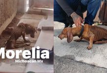 Rescatan a “Salchichita” en Morelia; IMPA alista denuncia por maltrato animal y busca a su hermana “Hela”