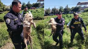 Rescatan a perrito atrapado en el río sobre la avenida Río Grande en Morelia