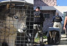 FGE rescata a canina de raza husky durante cateo por maltrato animal en Morelia