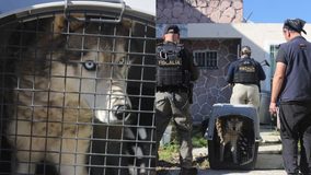 FGE rescata a canina de raza husky durante cateo por maltrato animal en Morelia