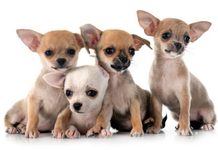Rescatan a 30 perros en Culiacán tras el fallecimiento de su dueña; piden apoyo para su adopción