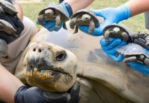 Tortuga de Galápagos de casi 100 años se convierte en madre por primera vez salvando a su especie