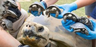 Tortuga de Galápagos de casi 100 años se convierte en madre por primera vez salvando a su especie