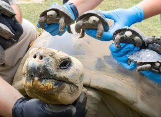Tortuga de Galápagos de casi 100 años se convierte en madre por primera vez salvando a su especie