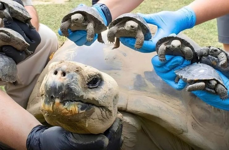 Tortuga de Galápagos de casi 100 años se convierte en madre por primera vez salvando a su especie