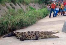 Capturan a cocodrilo de 5 metros en estacionamiento de Lázaro Cárdenas