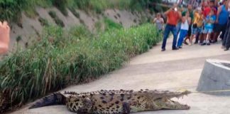 Capturan a cocodrilo de 5 metros en estacionamiento de Lázaro Cárdenas