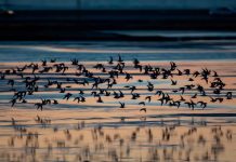 Día Mundial de las Aves Migratorias: ¿por qué México es clave en sus rutas?