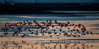 Día Mundial de las Aves Migratorias: ¿por qué México es clave en sus rutas?