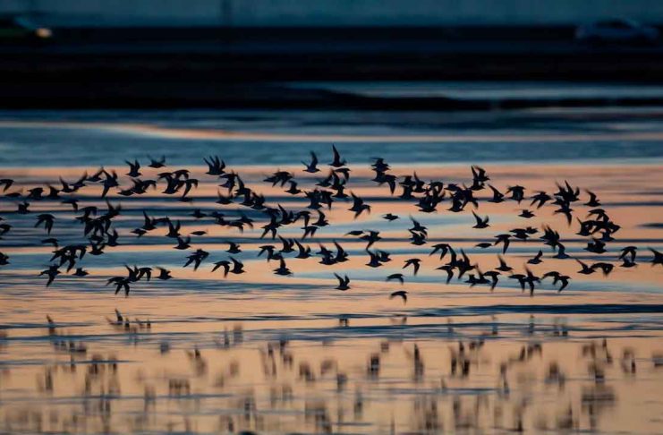 Día Mundial de las Aves Migratorias: ¿por qué México es clave en sus rutas?