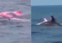 #VIDEO // Avistamiento inusual: Captan delfín rosado nadando en las costas de Omán