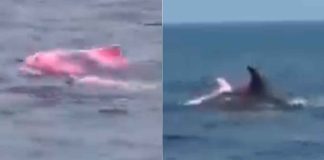 #VIDEO // Avistamiento inusual: Captan delfín rosado nadando en las costas de Omán