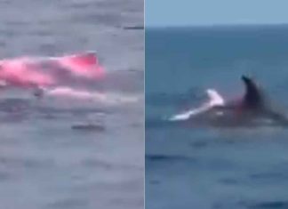 #VIDEO // Avistamiento inusual: Captan delfín rosado nadando en las costas de Omán