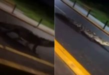 #VIDEO // Enorme cocodrilo de 4 metros persigue a un automovilista en Lázaro Cárdenas
