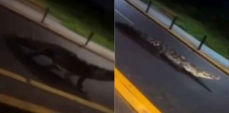 #VIDEO // Enorme cocodrilo de 4 metros persigue a un automovilista en Lázaro Cárdenas