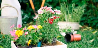 Cómo cuidar un jardín en casa y mantener las plantas verdes y saludables