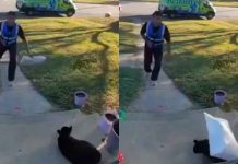#VIDEO // Dueña denuncia a repartidor que lanzó paquete hacia su gato en Virginia