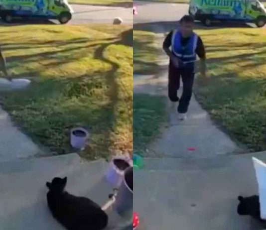 #VIDEO // Dueña denuncia a repartidor que lanzó paquete hacia su gato en Virginia