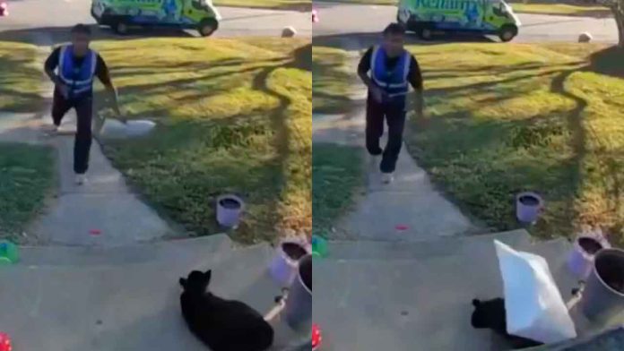 Dueña-denuncia-a-repartidor-que-lanzo-paquete-a-su-gato