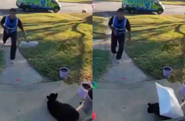 #VIDEO // Dueña denuncia a repartidor que lanzó paquete hacia su gato en Virginia