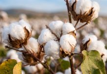 Día Mundial del Algodón: ¿Cuánto de lo que usas todos los días depende de esta fibra?