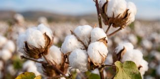 Día Mundial del Algodón: ¿Cuánto de lo que usas todos los días depende de esta fibra?