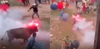 #VIDEO // Toro corre aterrorizado luego de que le encendieran fuego en la cabeza