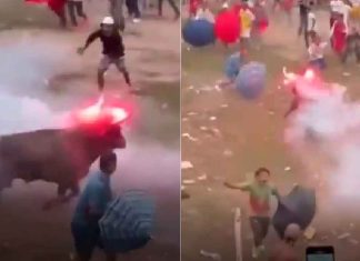 #VIDEO // Toro corre aterrorizado luego de que le encendieran fuego en la cabeza