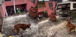 #Video: Lomito piñatero en México sorprende al mover la piñata en una fiesta Perrito color café con blanco en la azotea de una casa en México jalando con el hocico la cuerda amarilla de una piñata.